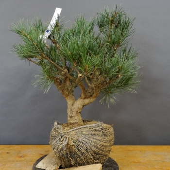 Silberkiefer - Pinus sylvestris 'Watereri' B4
